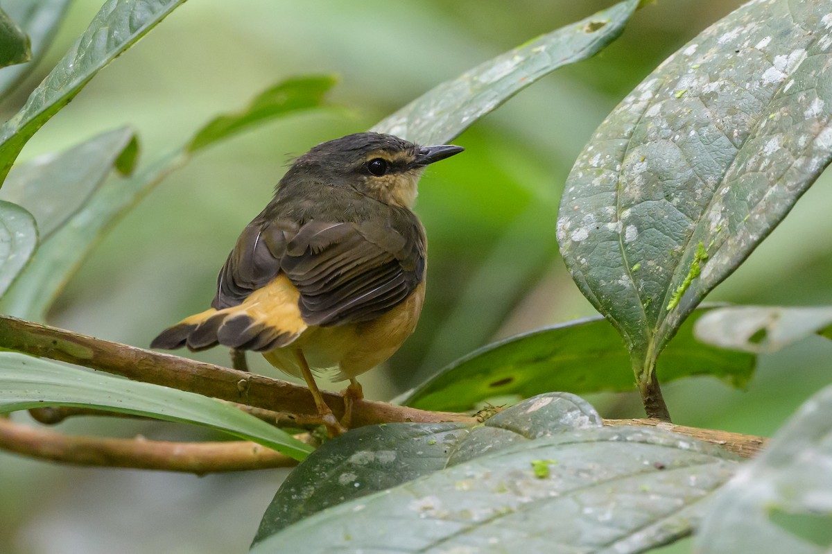 Buff-rumped Warbler - ML638563105