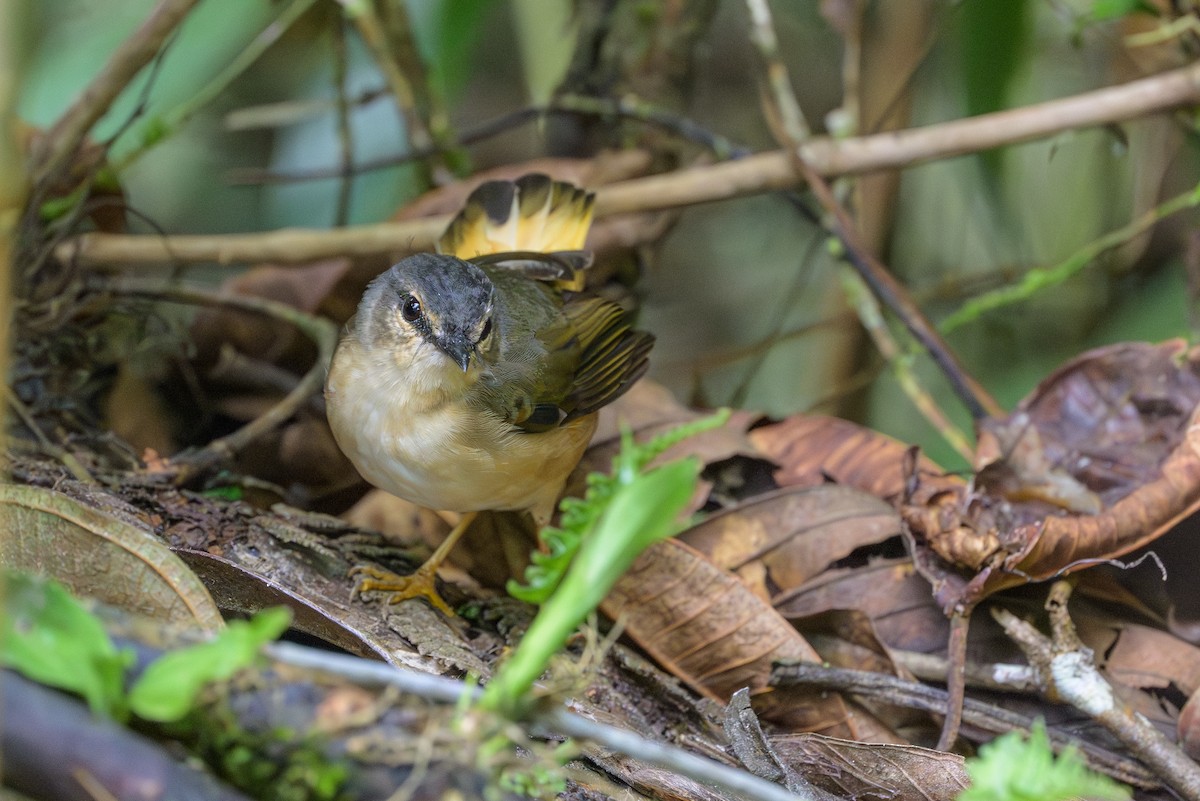 Buff-rumped Warbler - ML638563106