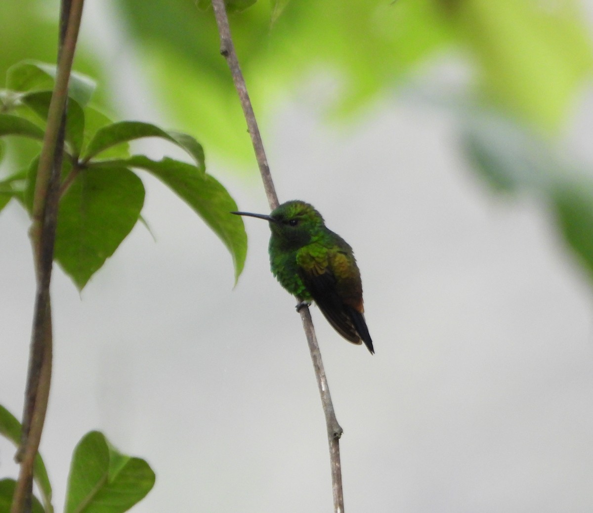 Copper-rumped Hummingbird - ML638563125