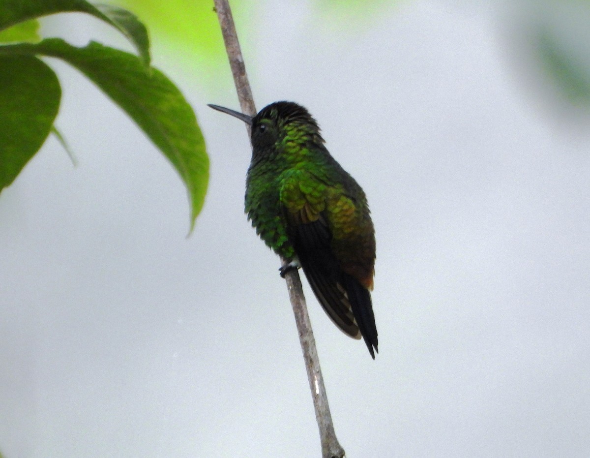 Copper-rumped Hummingbird - ML638563132