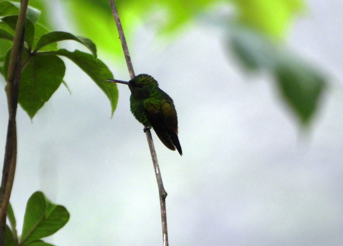 Copper-rumped Hummingbird - ML638563133