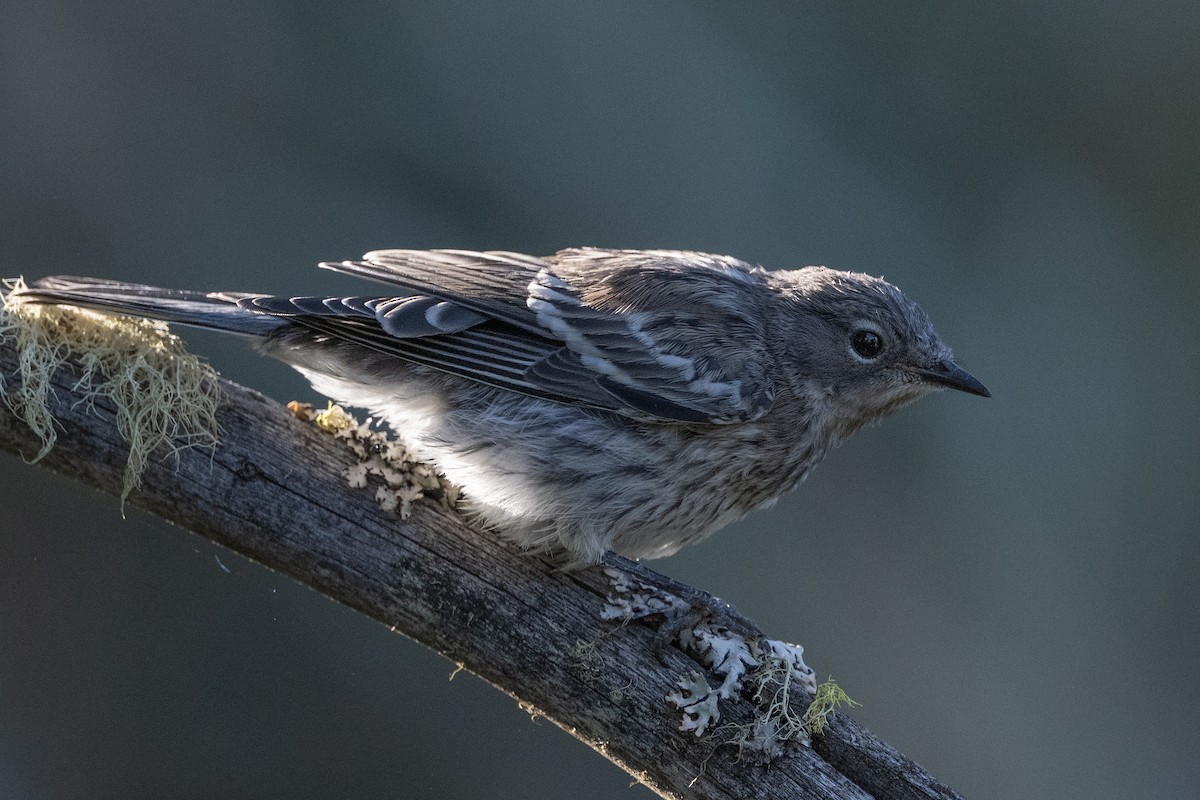 Yellow-rumped Warbler - ML638563151