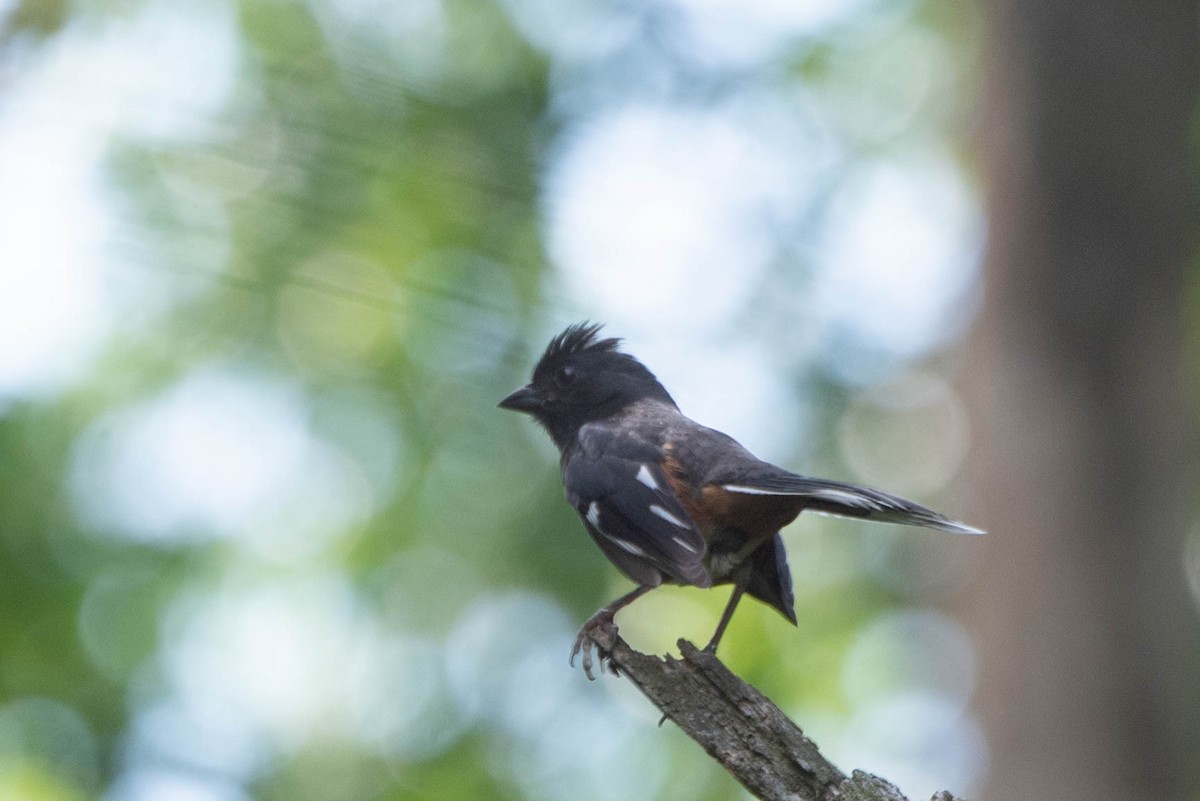 Eastern Towhee - ML638563169