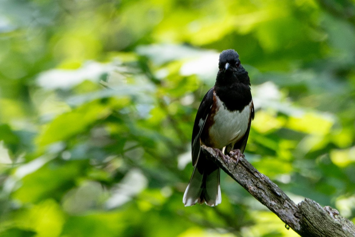 Eastern Towhee - ML638563170