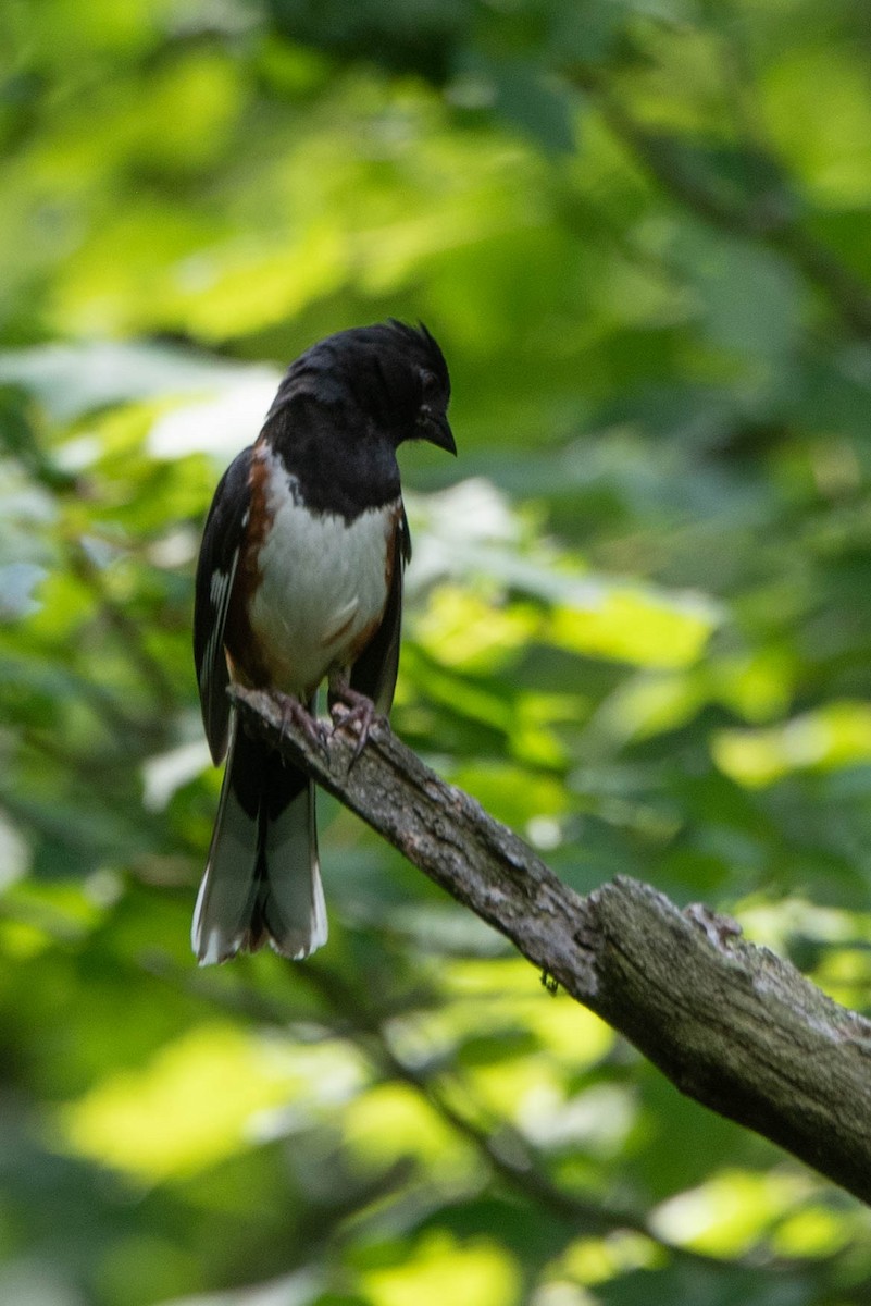 Eastern Towhee - ML638563171
