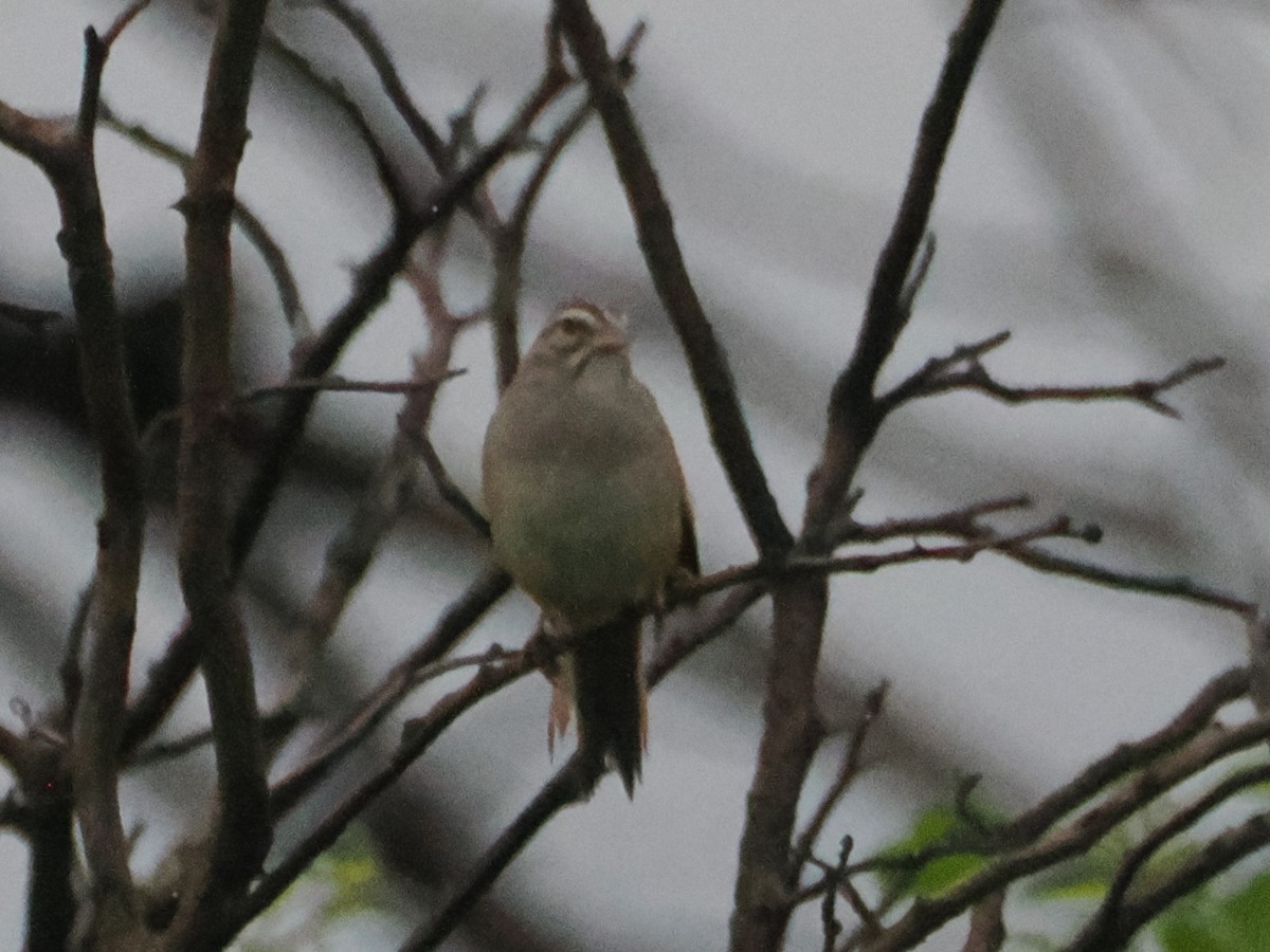 Cinnamon-tailed Sparrow - ML638563173