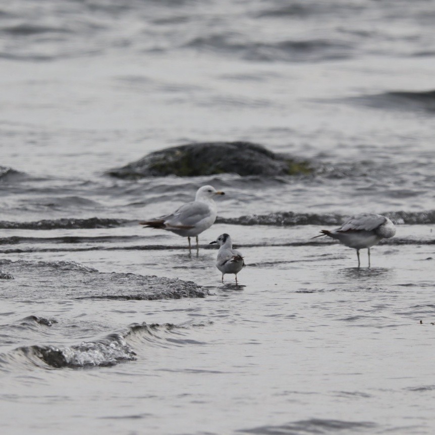 Bonaparte's Gull - ML638563180
