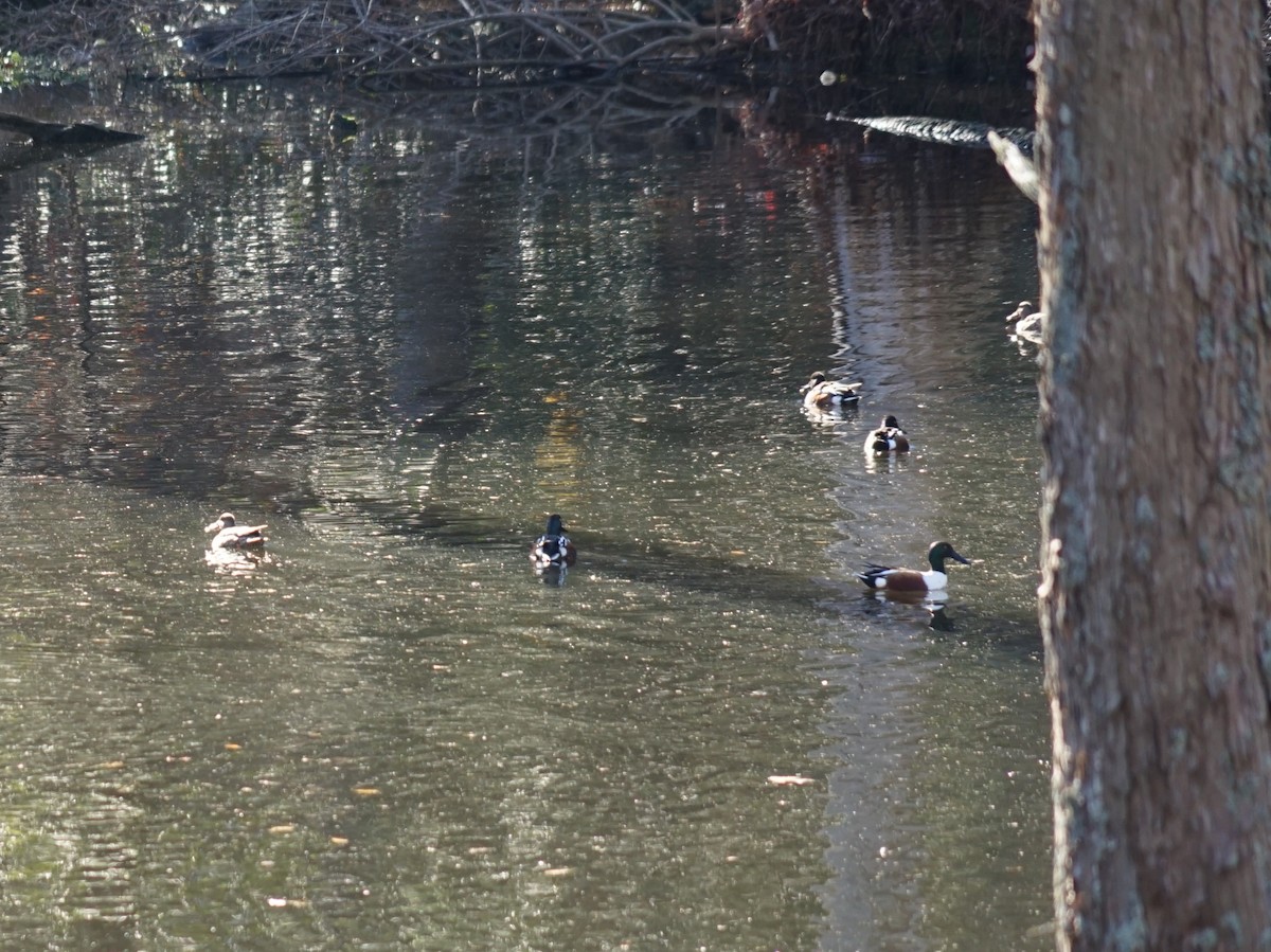 Northern Shoveler - ML638563247