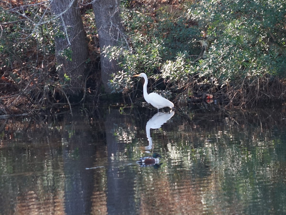 Great Egret - ML638563300
