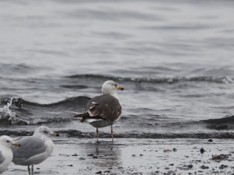 Lesser Black-backed Gull - ML638563334