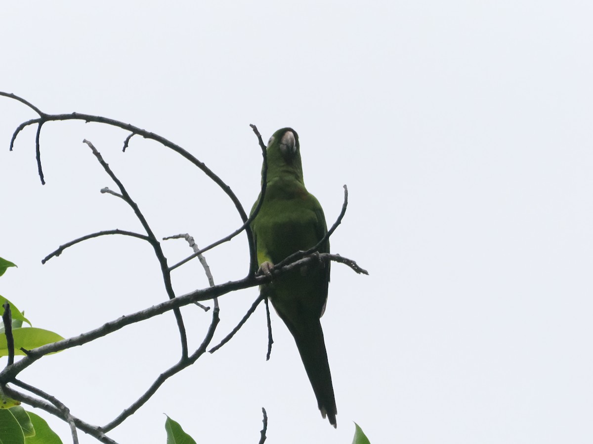 Pacific Parakeet - ML638563361