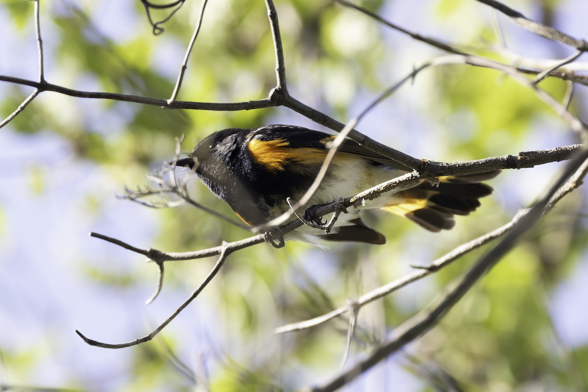 American Redstart - ML638563391
