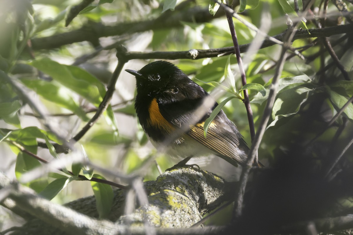 Горихвостковая древесница - ML638563392