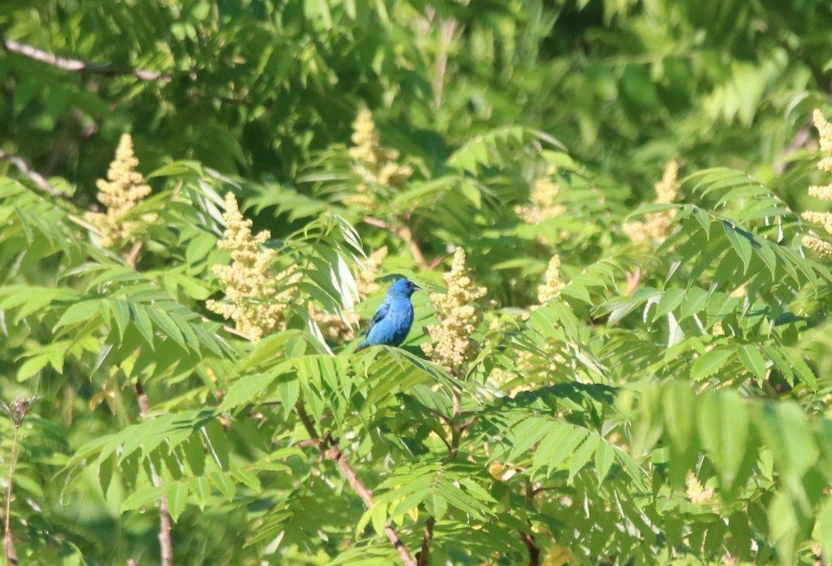 Indigo Bunting - ML638563396