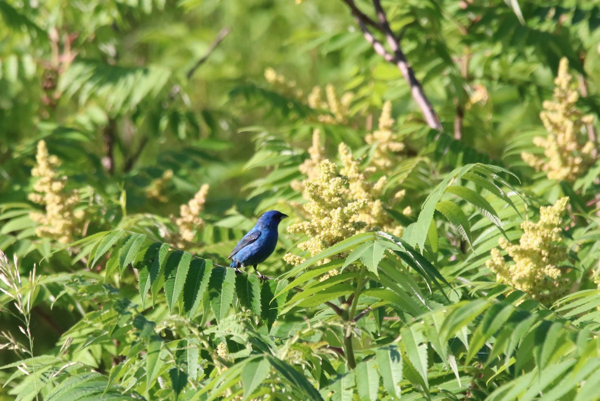 Indigo Bunting - ML638563400