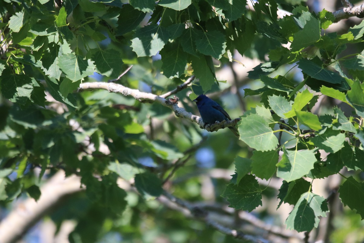 Indigo Bunting - ML638563404