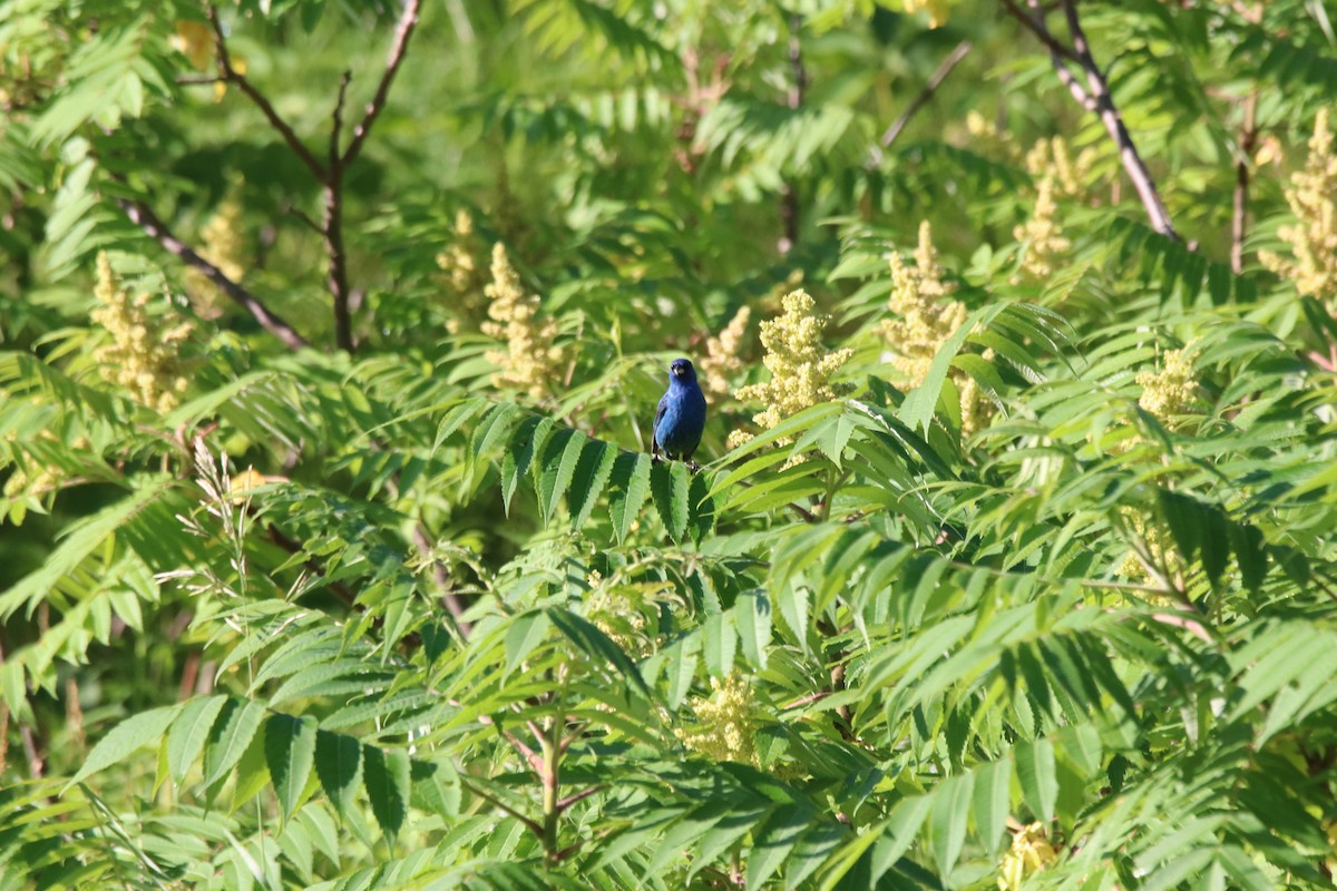 Indigo Bunting - ML638563405