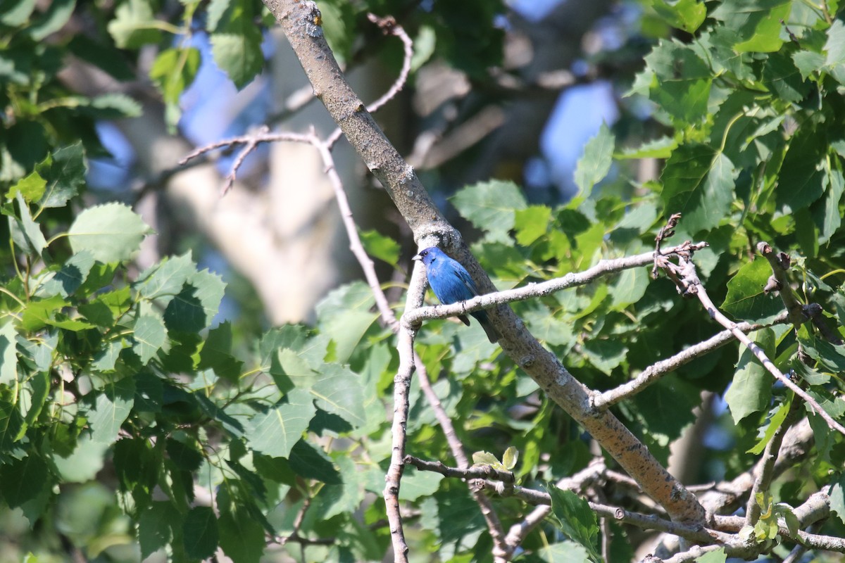 Indigo Bunting - ML638563406