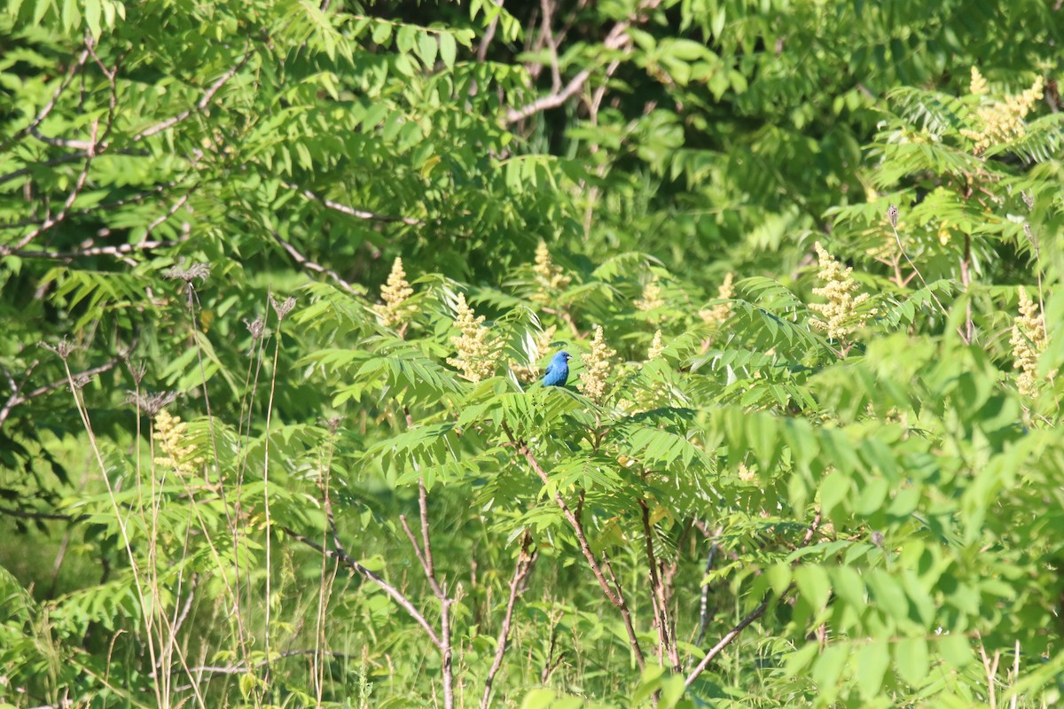 Indigo Bunting - ML638563408