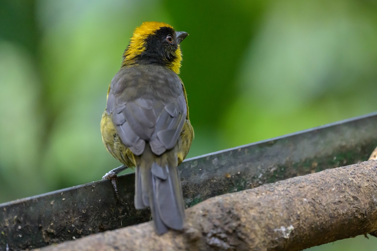 Choco Brushfinch - ML638563409
