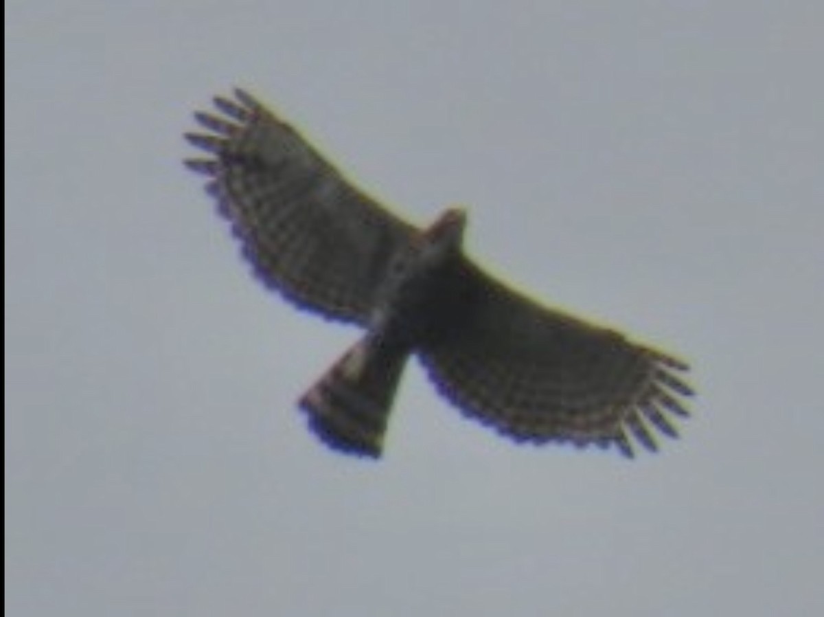 Ornate Hawk-Eagle - ML638563410