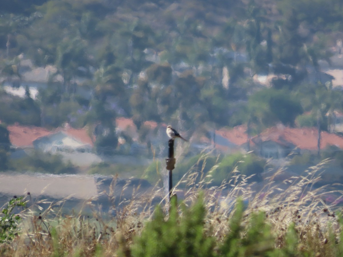 Loggerhead Shrike - ML638563411
