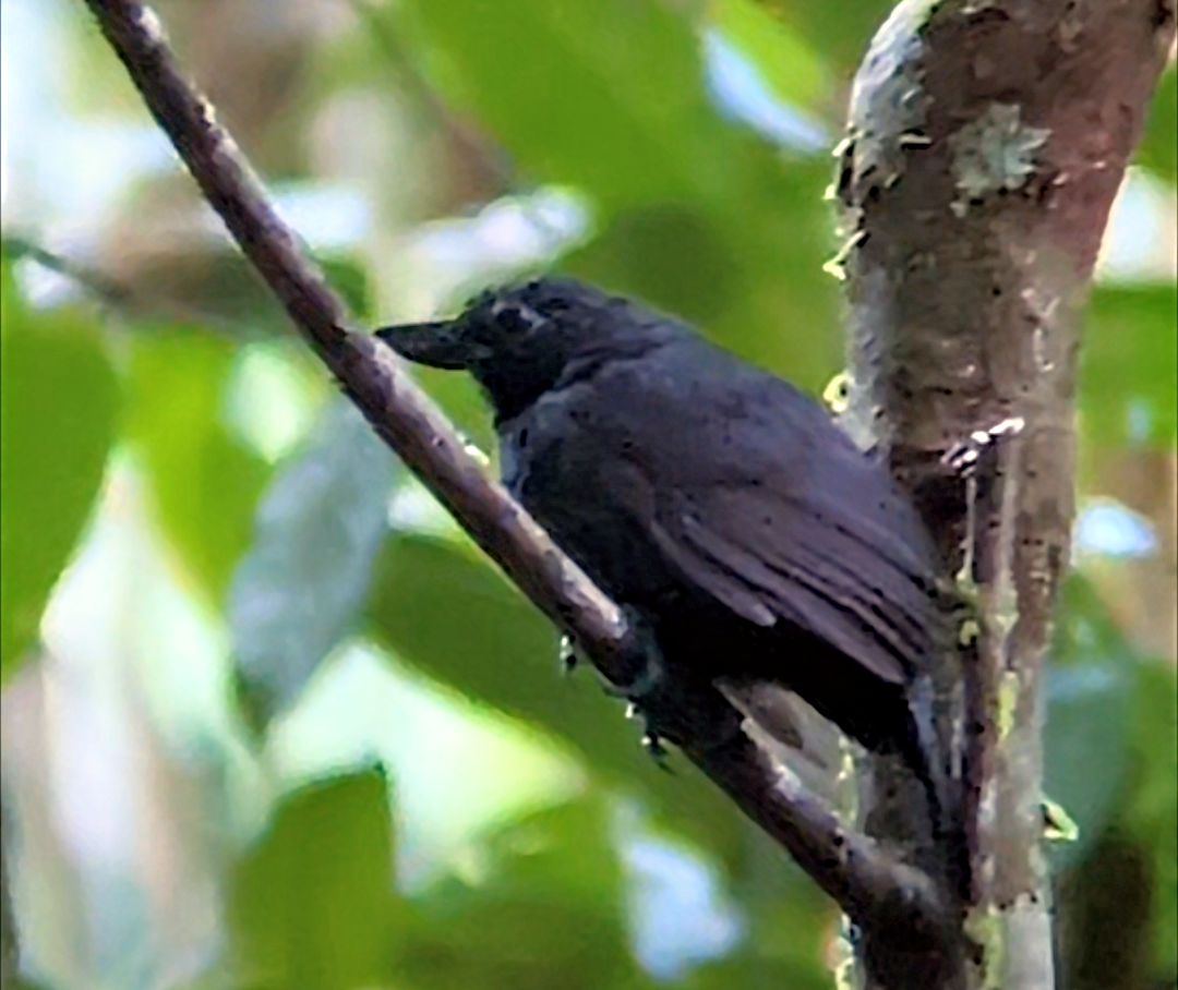 Rondonia Bushbird - ML638563412