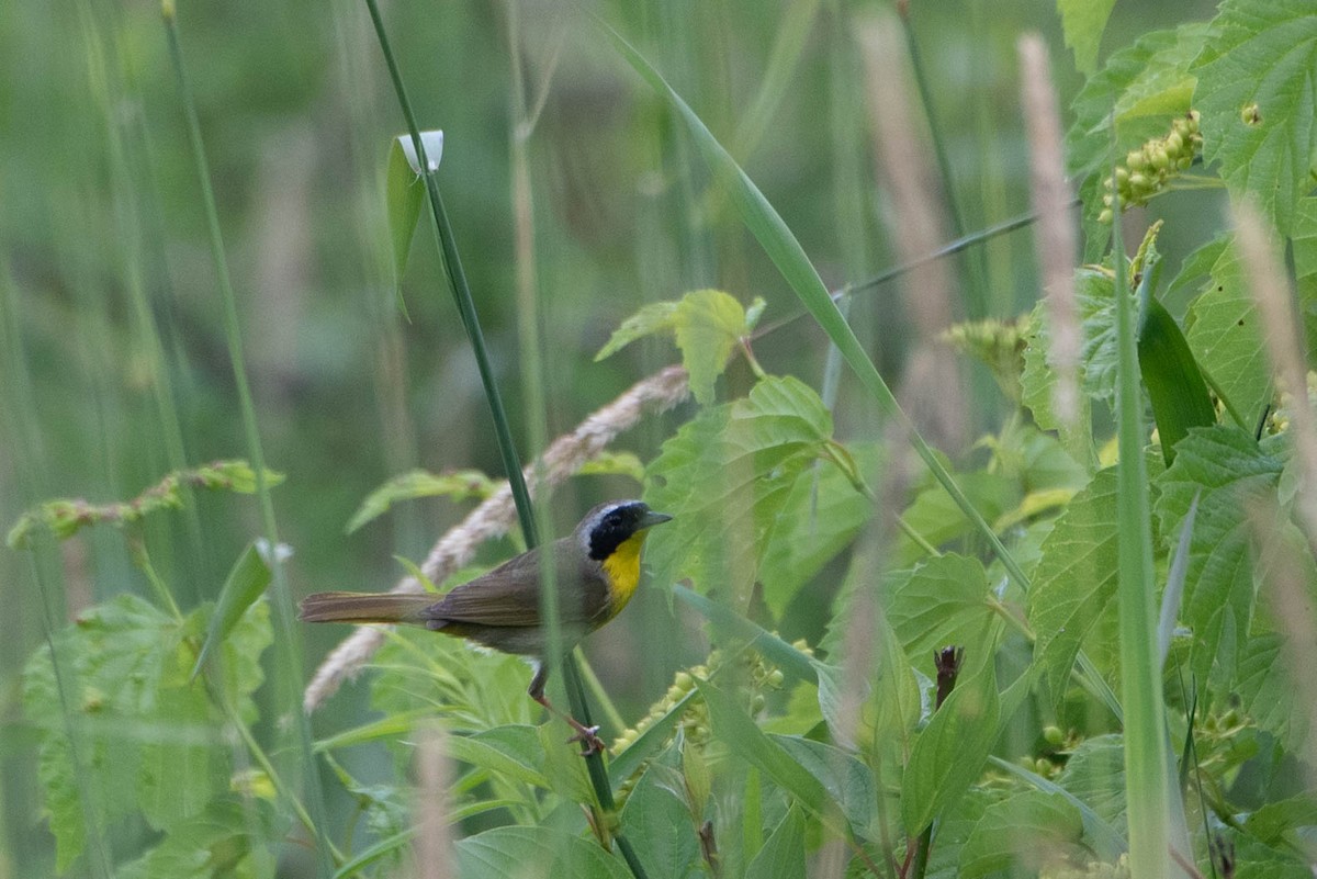 Common Yellowthroat - ML638563413