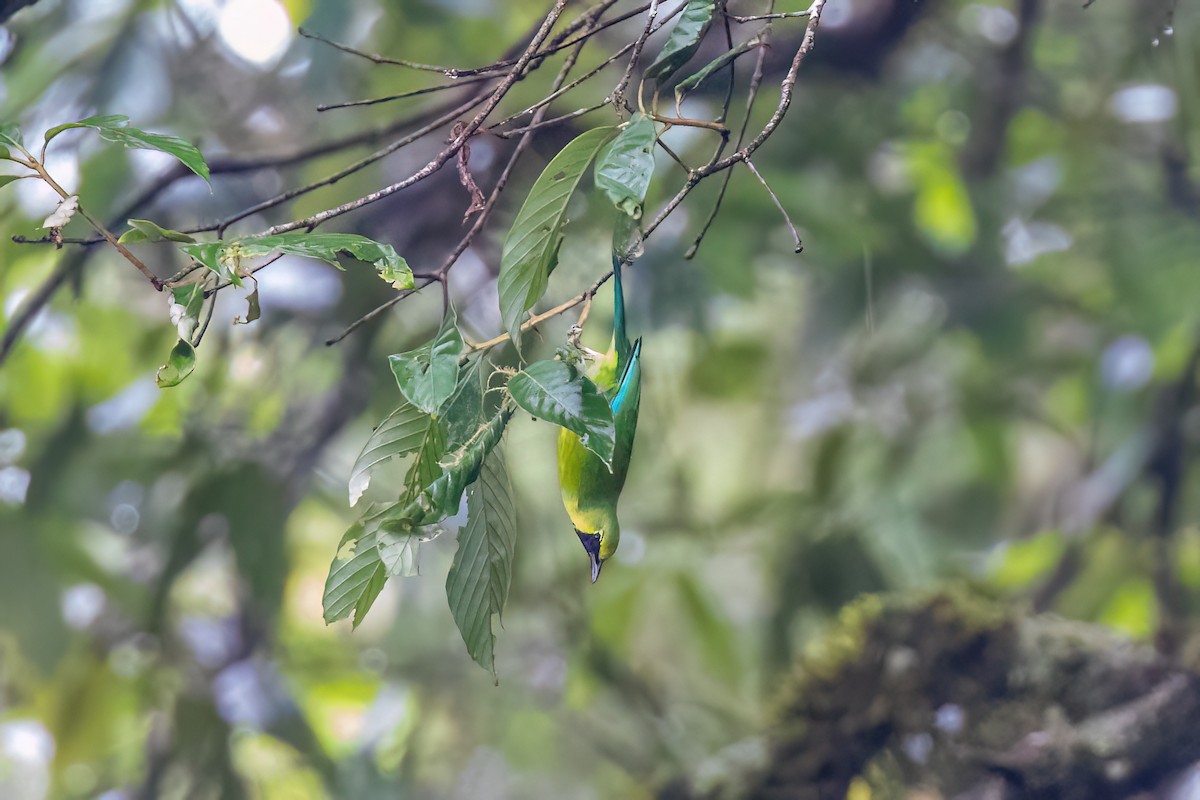 Bornean Leafbird - ML638563414