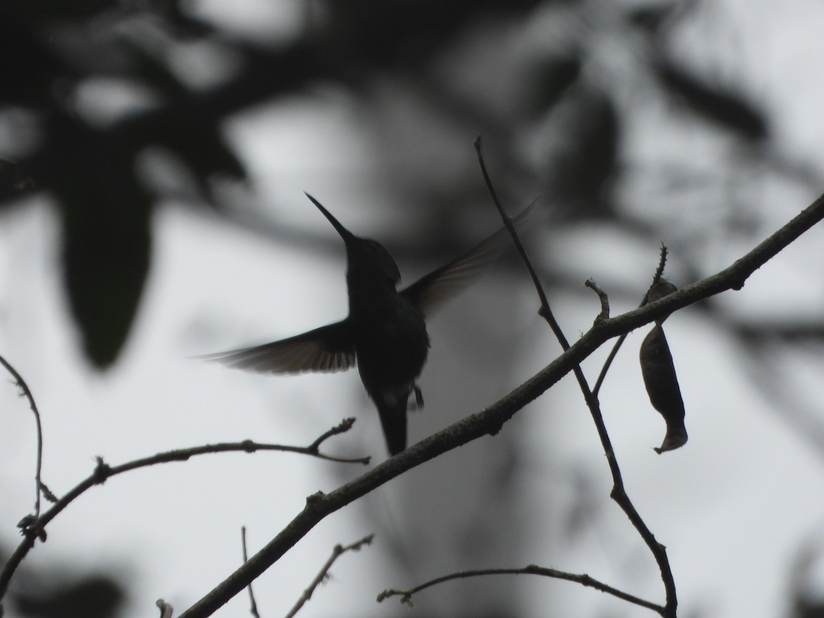 Lesser Violetear - ML638563415