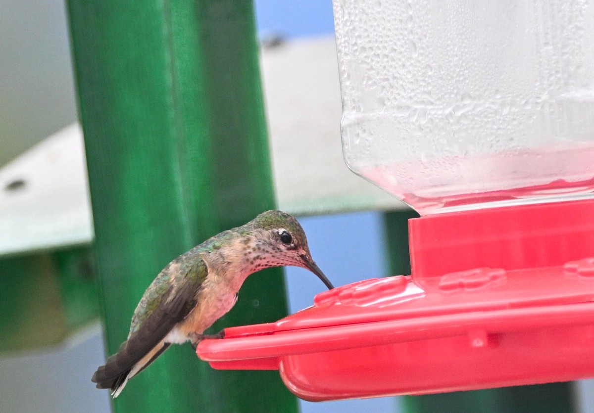 Black-chinned Hummingbird - ML638563416