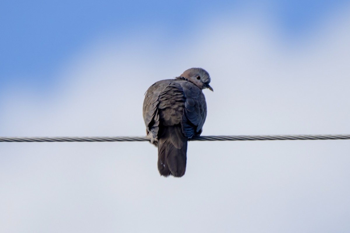 Eurasian Collared-Dove - ML638563418