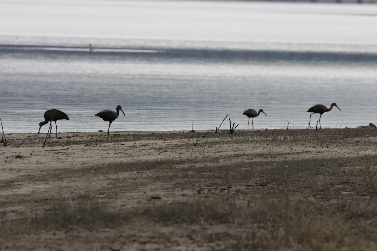 Limpkin - ML638563423