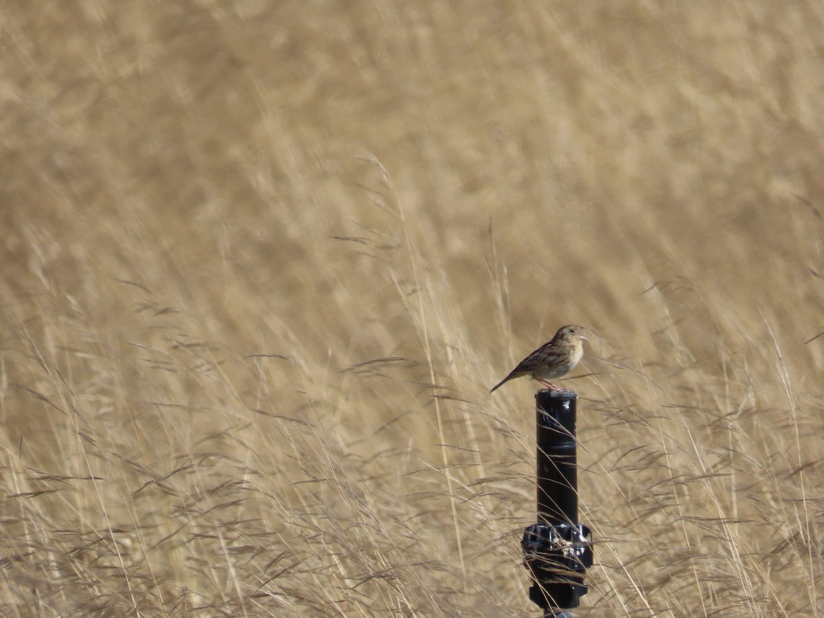 Grasshopper Sparrow - ML638563424