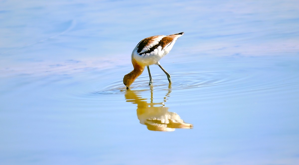 American Avocet - ML638563427