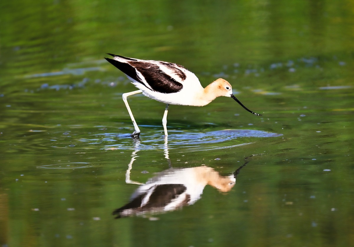 American Avocet - ML638563428