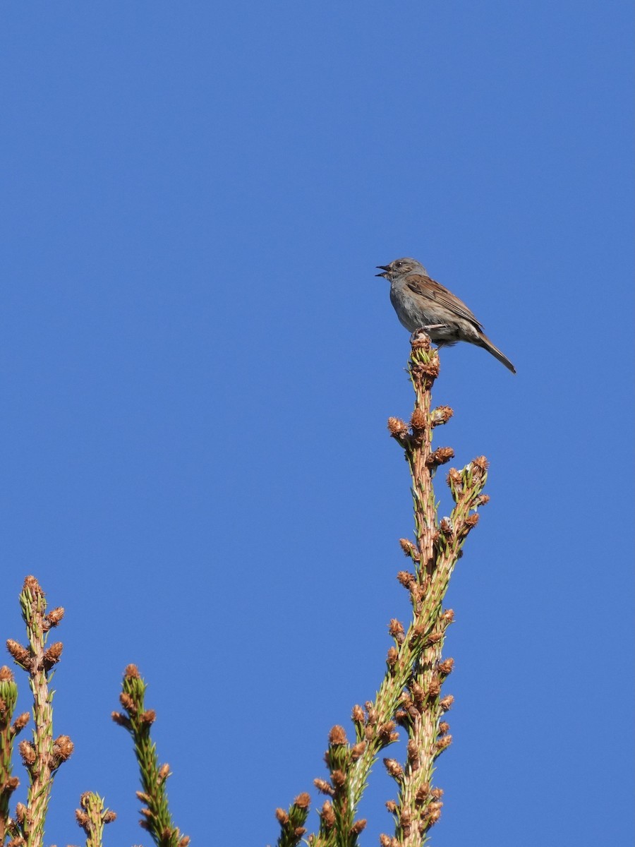 Dunnock - ML638563429