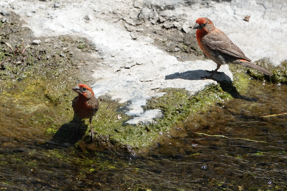 House Finch - ML638563431