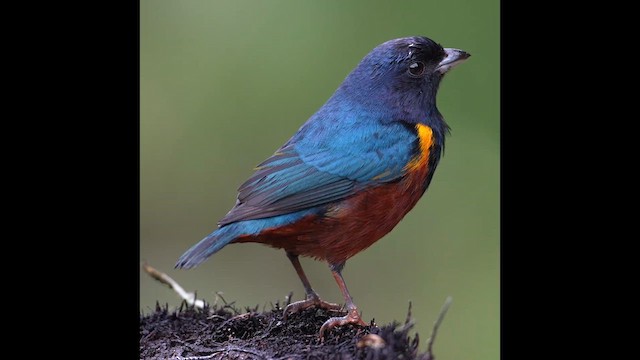 Chestnut-bellied Euphonia - ML638563432