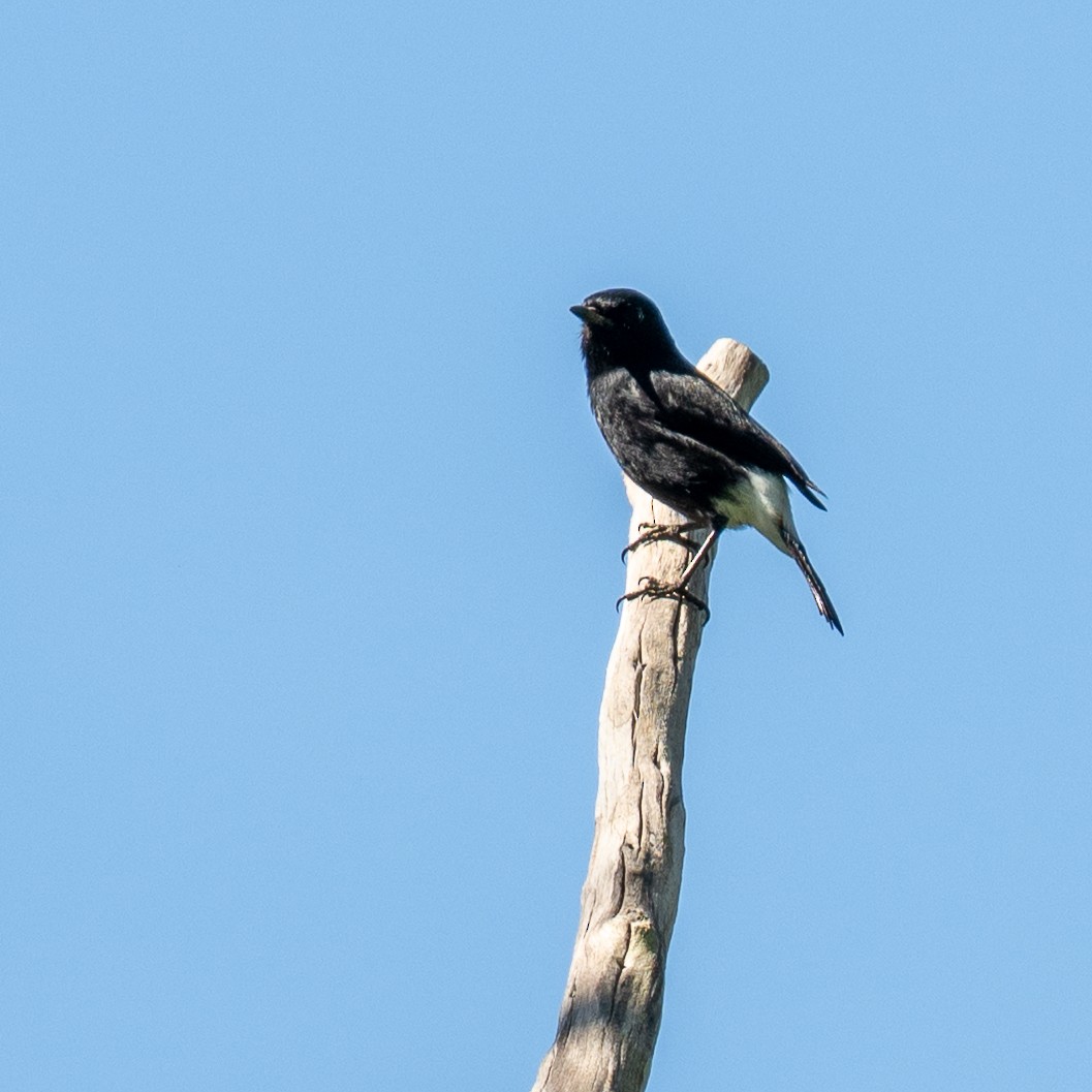 Pied Bushchat - ML638563433