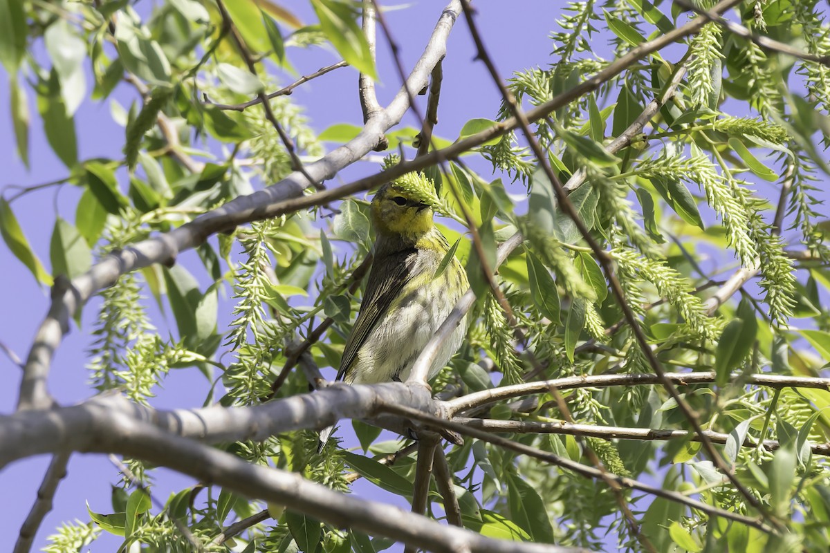 Cape May Warbler - ML638563435