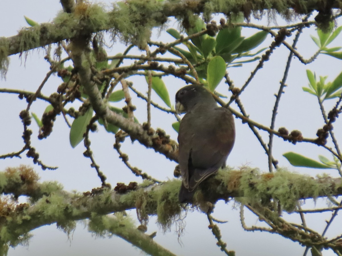 Bronze-winged Parrot - ML638563450