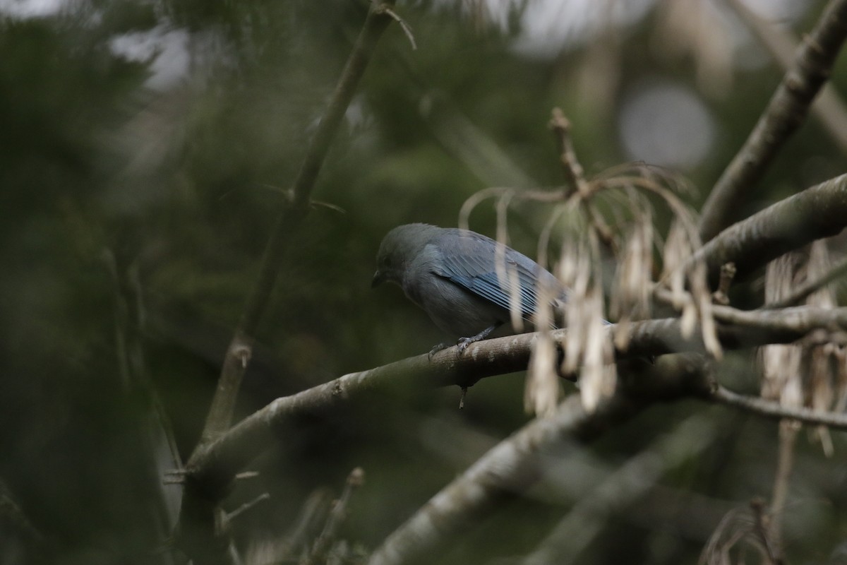 Sayaca Tanager - ML638563485