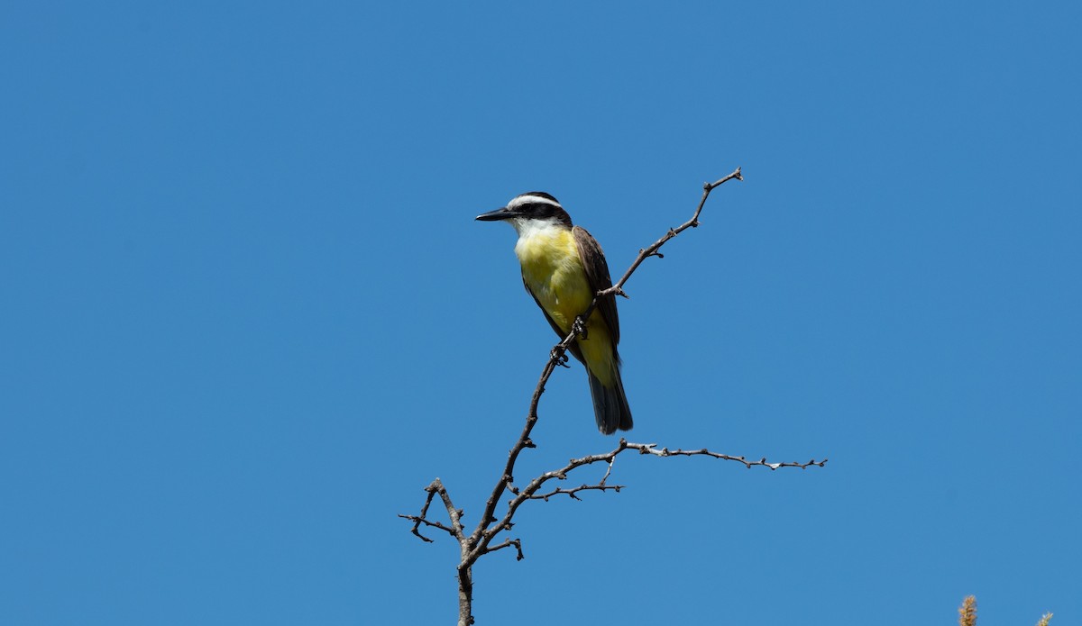 Great Kiskadee - ML638563523