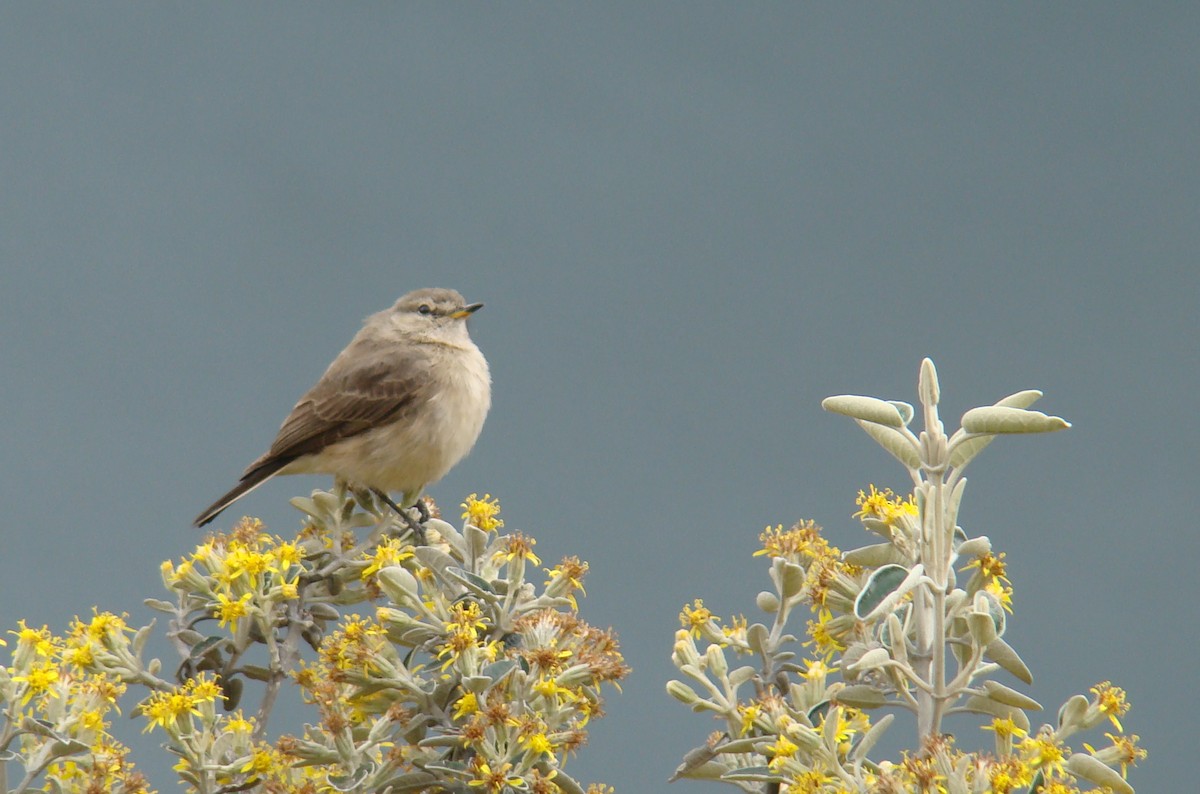 Spot-billed Ground-Tyrant - ML638563524