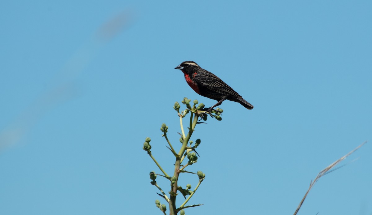 White-browed Meadowlark - ML638563536