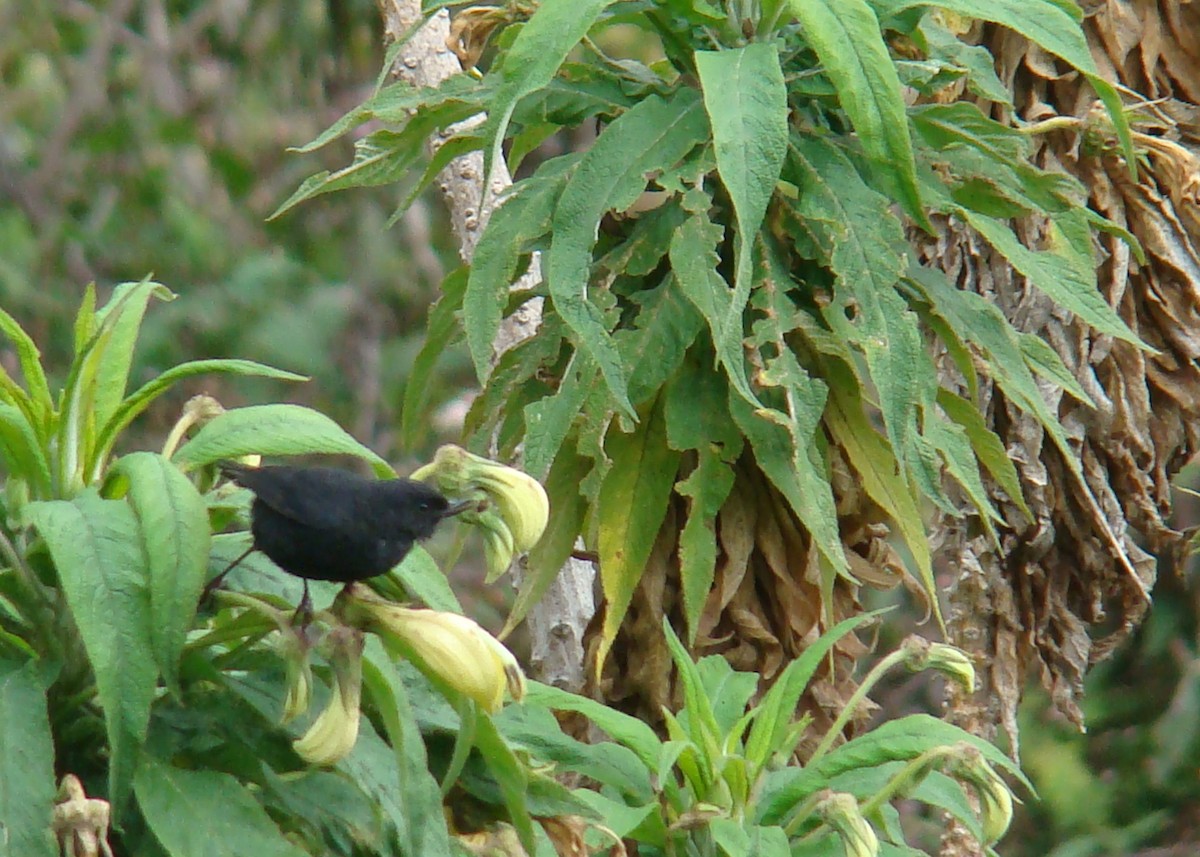 Black Flowerpiercer - ML638563547