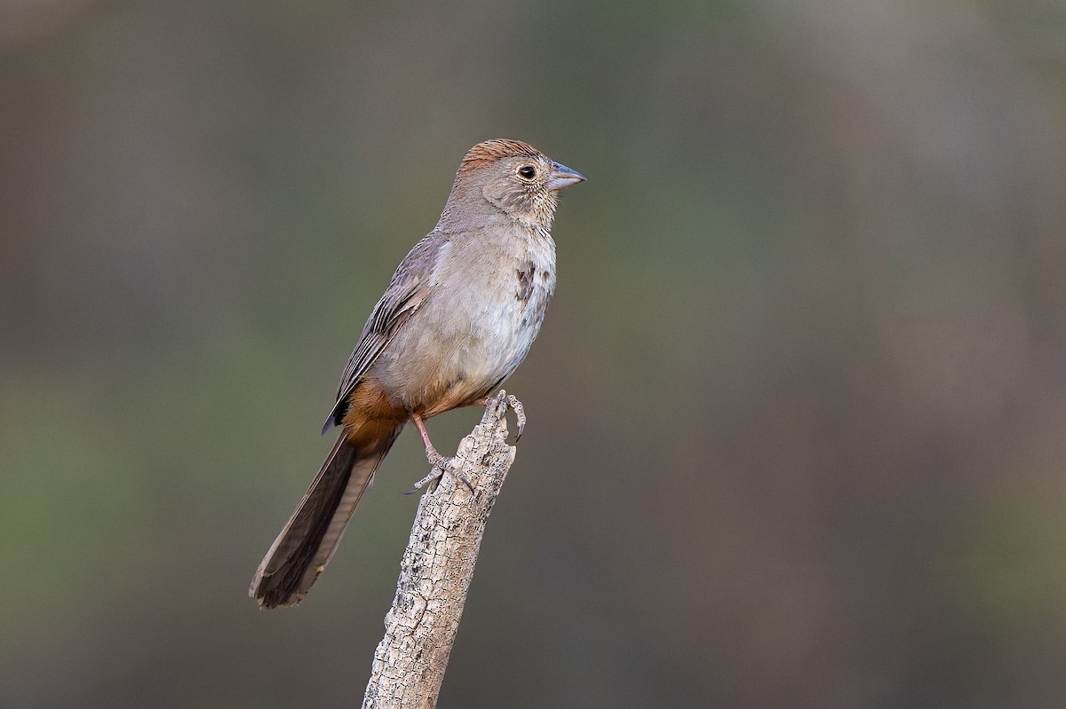 Canyon Towhee - ML638563553