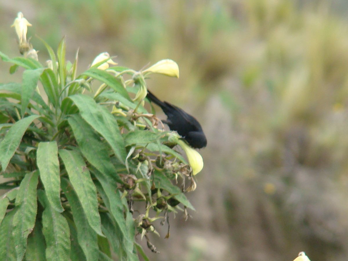Black Flowerpiercer - ML638563564