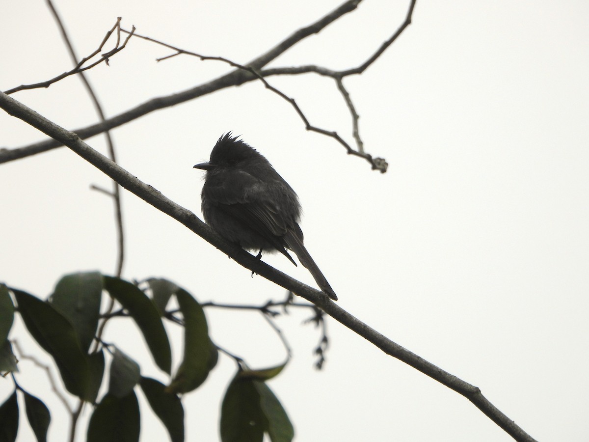 Smoke-colored Pewee - ML638563593